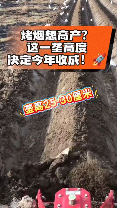 想让烤烟高产，就得从细节抓起。分享一点实打实的干货，只为帮大家少走弯路，种出好烟叶！🌱👍