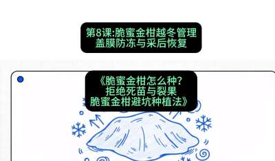 第8节：脆蜜金柑越冬管理：盖膜防冻与采后恢复，课程：《脆蜜金柑怎么种？拒绝死苗与裂果，脆蜜金柑8步避坑种植法》#识农AI