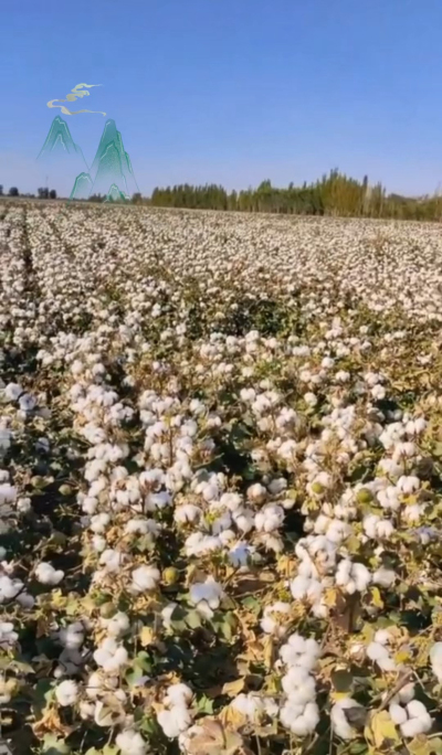 澳棉王霸棉，一定要种哦