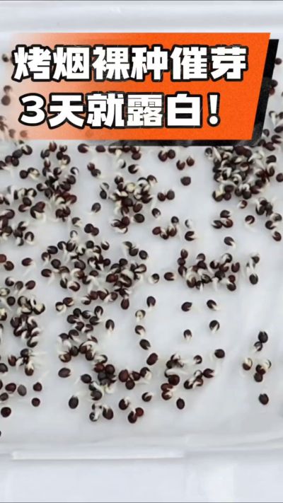 烤烟裸种催芽小技巧，清水浸泡、保温保湿，3天就能露白，出苗快又齐！烟农朋友收藏备用～