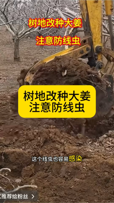 树地改种大姜，注意防线虫！