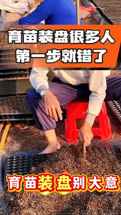 烤烟育苗基质装盘，一步做对，出苗整齐又壮苗！装盘技巧记牢，少走弯路，育苗更省心