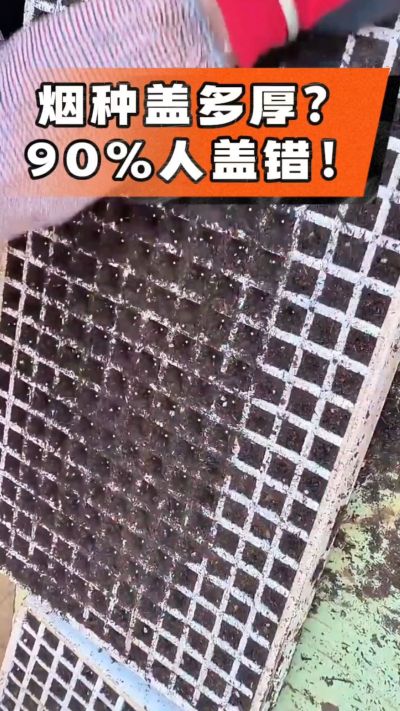 烟种盖多厚？90%烟农都盖错！薄盖才出苗齐、不闷种，烤烟育苗关键一步，照着做就对了