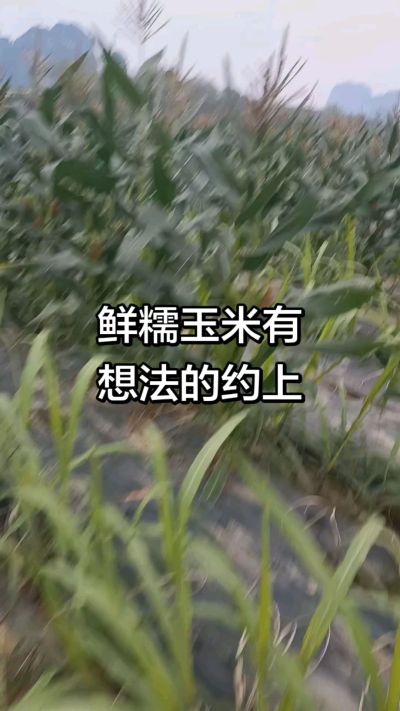 农户种植的白糯玉米大量上市，助农帮农在行动