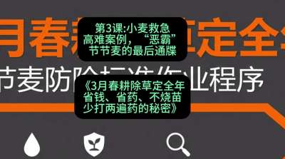 第3节：小麦救急高难案例，&ldquo;恶霸&rdquo;节节麦的最后通牒，课程：《3月春耕除草定全年：省钱、省药、不烧苗、少打两遍药的秘密》