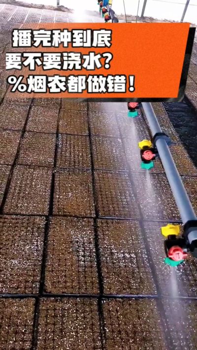 烤烟播完种一定要浇透底水，喷雾慢浇、别大水冲，盘底漏水才算到位，出苗又齐又壮！#烤烟育苗 #烤烟种植 #烟农干货 #育苗技术
