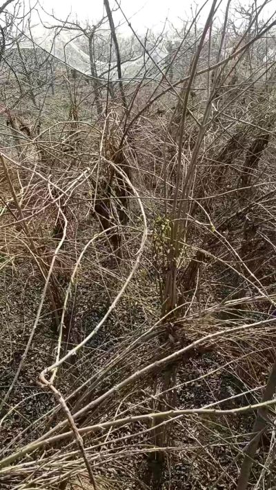 出售药用连翘苗，科研五号优质种苗，2/5年苗，药用连翘树，挂果树，全国包邮到家！财富密码18534302961