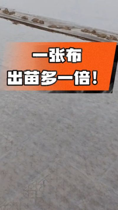 烤烟育苗盖无纺布，保温保湿出苗齐，不烂种、出苗快，烟农必备小技巧！