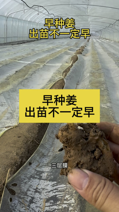 早种姜，出苗不一定早！