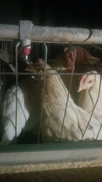 这鸡群在怪叫，怪叫的原因是痰化黏着，形成的比呼噜更重的一种呼吸道。其病因为肺中有热，热灼而痰黏，从而引起的怪叫。