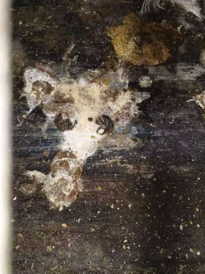 蛋鸡拉白稀的问题