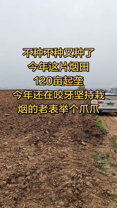 不种不种又种啦，还在咬牙坚持栽烟的老表集合啦！