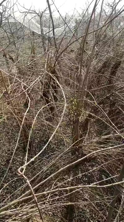 药用连翘苗，科研种苗定制树。挂果树。需要联系18534302961