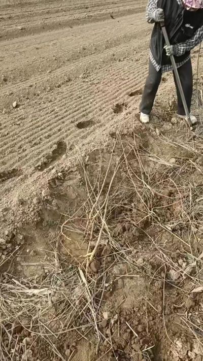 臭椿苗，一年籽播苗，地径0.5/1公分以上。需要联系18534302961