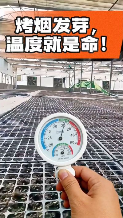老烟农都懂：发芽温度不对，后期再管都白费！