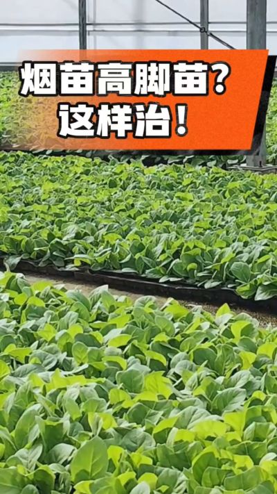 烤烟齐苗期管理关键：精准控温，防高脚苗，培育壮苗好上手！
