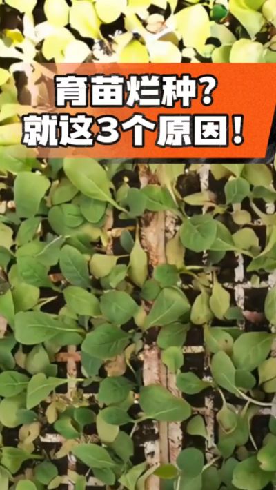 烤烟育苗烂种？3个原因讲清楚！消毒、控水、控温，做到就苗齐苗壮🔥
#烤烟育苗 #烤烟种植 #烂种防治 #烟农