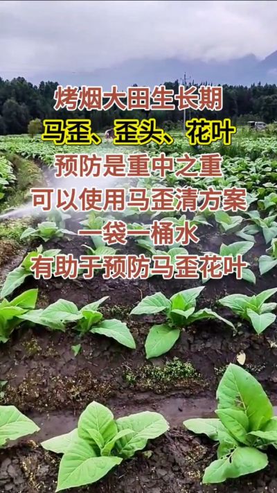 烤烟大田生长期，马歪歪头花叶预防是重中之重，可以使用马歪清方案，一袋一桶水，有助于预防马歪花叶。
烤烟管理早做一步，后期少操心！#烤烟种植#烤烟管理#烤烟大田管理#烤烟病害防治